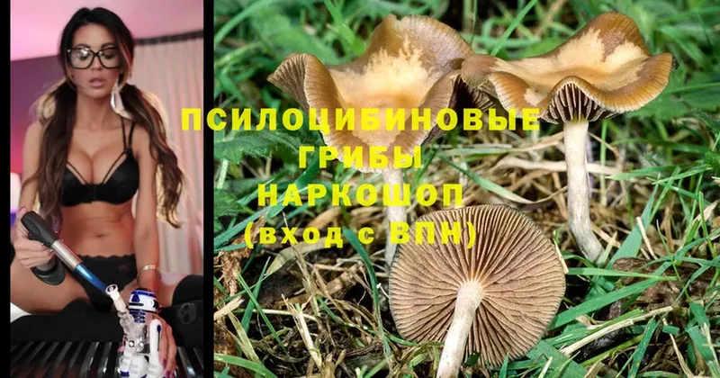 Псилоцибиновые грибы Magic Shrooms  МЕГА маркетплейс  Электроугли 